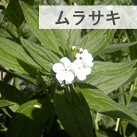 ムラサキ（紫根）の画像