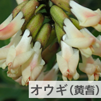 オウギ（黄耆）の画像