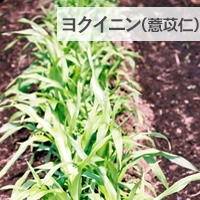 ヨクイニンの画像