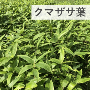 クマザサ葉の画像