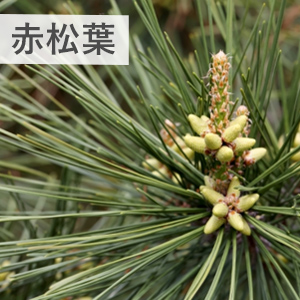 赤松葉の画像